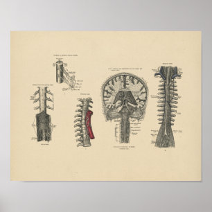  brein Spinale anatomie 1880 Afdruk Poster
