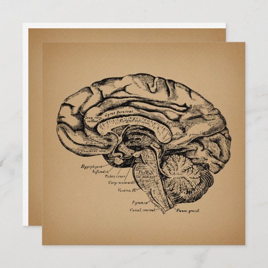 breindiagram Antiek medisch anatomie Kunst Feestdagenkaart (Voorkant / Achterkant)