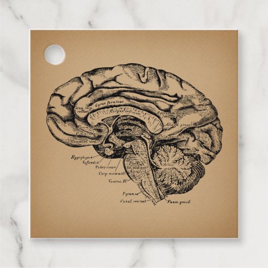  breindiagram Antiek medische anatomie Kunst Bedankjes Labels (Voorkant)