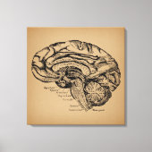  breindiagram Antiek medische anatomie Kunst Canvas Afdruk (Voorkant)