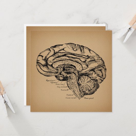  breindiagram Antiek medische anatomie Kunst Kaart (Voorkant / Achterkant in situ)