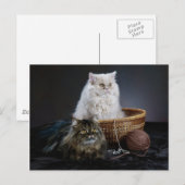 breiwol grappige verjaardag harige Perzische kat Briefkaart (Voorkant / Achterkant)