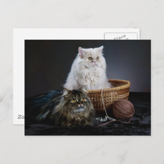 breiwol grappige verjaardag harige Perzische kat Briefkaart (Voorkant / Achterkant)