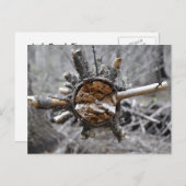 Breken Pine Briefkaart (Voorkant / Achterkant)