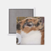 Breken tri kleur mini rex konijnenkop waterpas magneet (Voorkant / Achterkant)