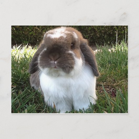 Breng wat rust in je leven! briefkaart (Voorkant)