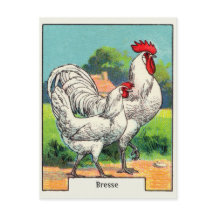  Bresse Chicken