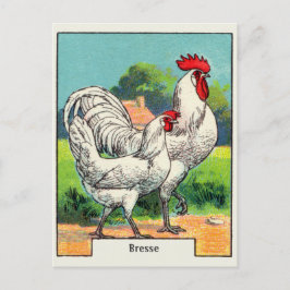 Bresse Chicken Briefkaart