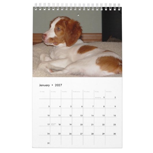 Bretagne Puppies 2008 Kalender (Jan 2027)