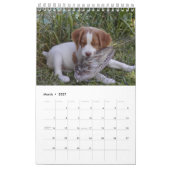 Bretagne Puppies 2008 Kalender (Mar 2027)