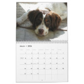 Bretagne Puppies 2010 Kalender (Mar 2026)