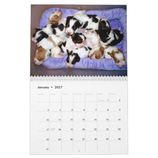 Bretagne Puppies 2010 Kalender (Jan 2027)