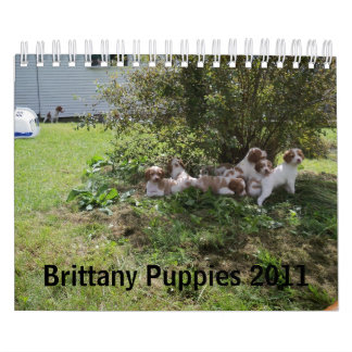 Bretagne Puppies 2011 Kalender
