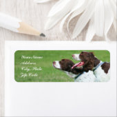 Bretagne spaniel adresetiketten etiket (Insitu)