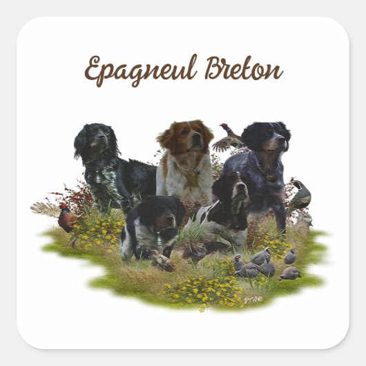 Bretagne Spanjaarden, vogeljacht Vierkante Sticker (Voorkant)
