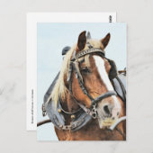 Breton-conceptpaard in harnas briefkaart (Voorkant / Achterkant)