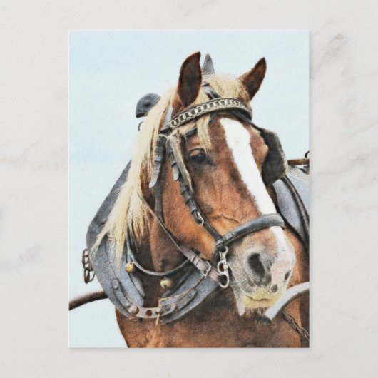 Breton-conceptpaard in harnas briefkaart (Voorkant)