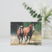 Bretonse paarden briefkaart (Staand voorkant)
