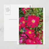 Briaire Rozen en zoete Violet Briefkaart (Voorkant / Achterkant)