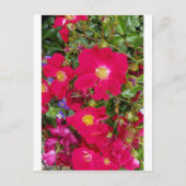 Briaire Rozen en zoete Violet Briefkaart (Voorkant)