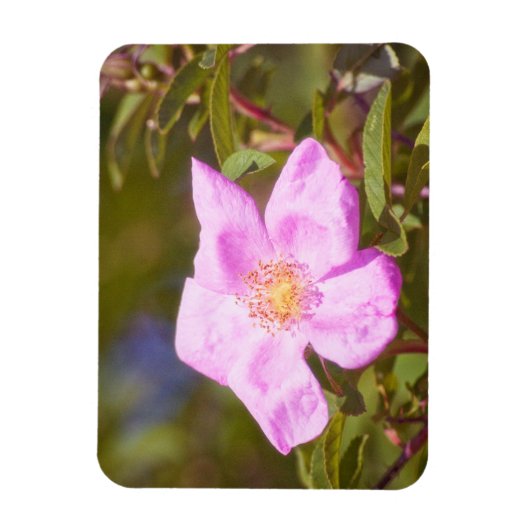 Briar Roos Magneet (Verticaal)