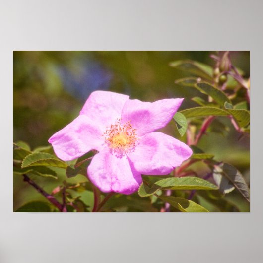 Briar Roos Poster (Voorkant)