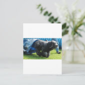 Briard Briefkaart (Staand voorkant)
