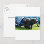 Briard Briefkaart (Voorkant / Achterkant)
