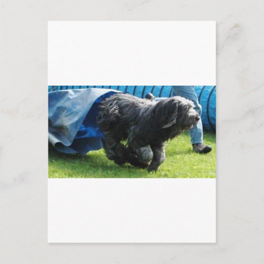 Briard Briefkaart (Voorkant)
