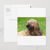 Briard fauve briefkaart (Voorkant / Achterkant)