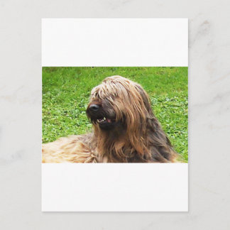 Briard fauve briefkaart