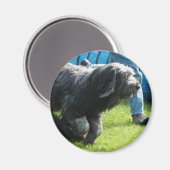 Briard Magneet (Voorkant / Achterkant)