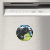 Briard Magneet (Insitu (Vaatwasser))