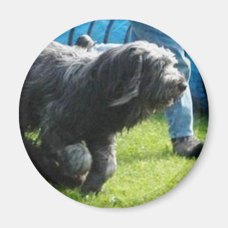 Briard Magneet