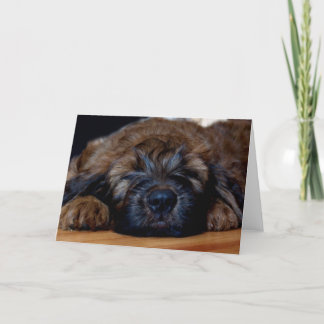 briard puppy kaart