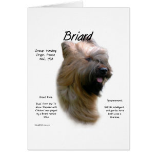Briard (tawny) Geschiedenis Ontwerp