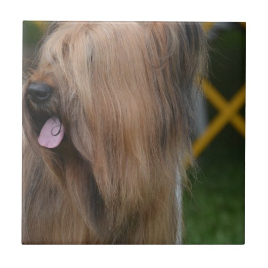 Briard Tegeltje (Voorkant)