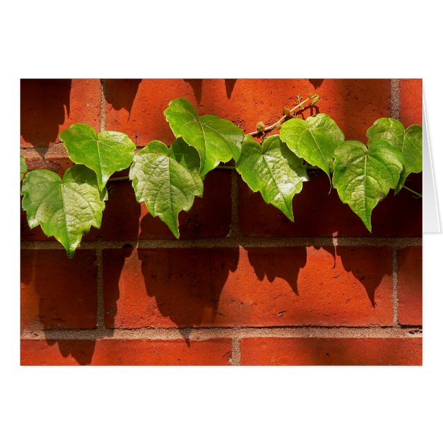 Brick Ivy (Voorkant Horizontaal)