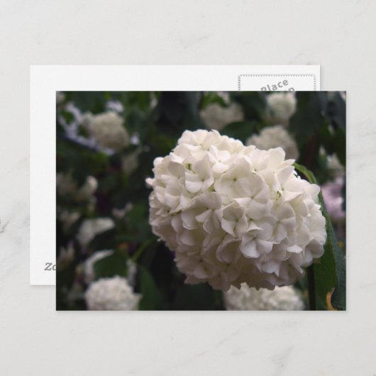 Bridal Flower Briefkaart (Voorkant / Achterkant)