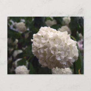Bridal Flower Briefkaart