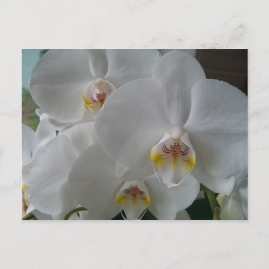 Bridal Shower Invitation White Orchids Briefkaart (Voorkant)