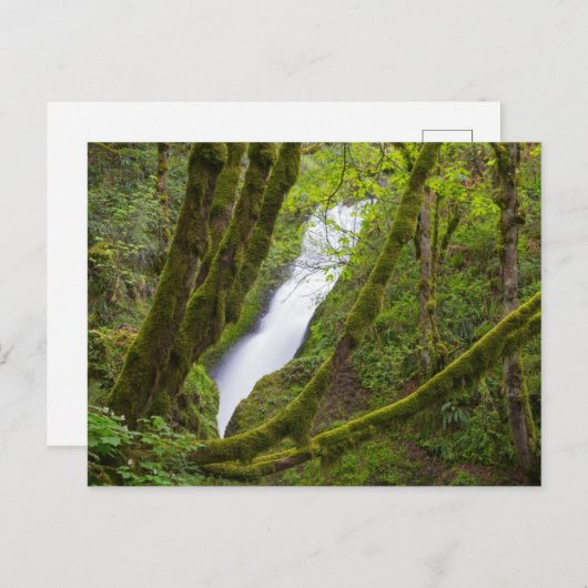 Bridal Veil Herfsten Briefkaart (Voorkant / Achterkant)