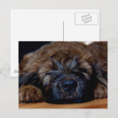 briddepuppy briefkaart (Voorkant / Achterkant)