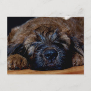briddepuppy briefkaart