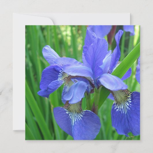 Bride en groom ouders, uitnodiging, blauwe iris kaart (Achterkant)