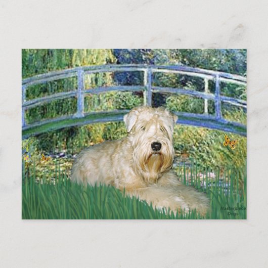 Bridge-Wheaten Terrier 1 Briefkaart (Voorkant)