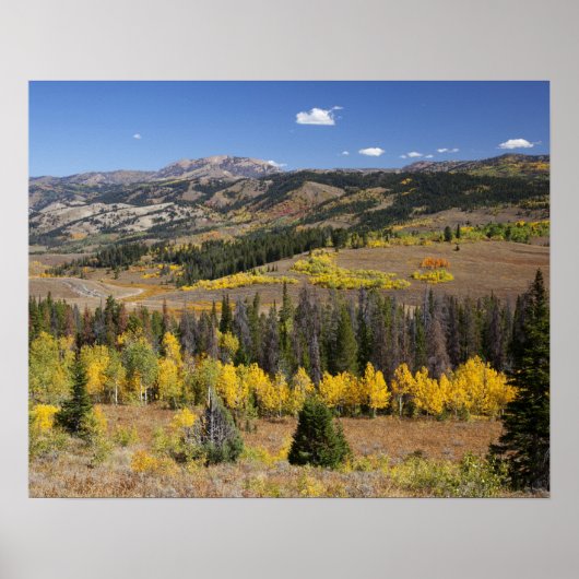 Bridger-Teton National Forest Poster (Voorkant)