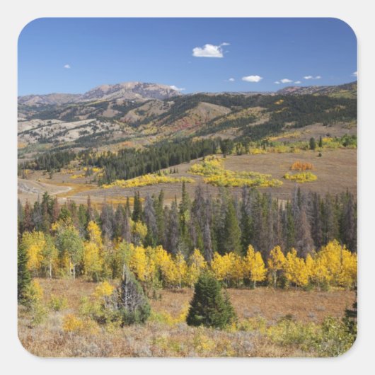 Bridger-Teton National Forest Vierkante Sticker (Voorkant)