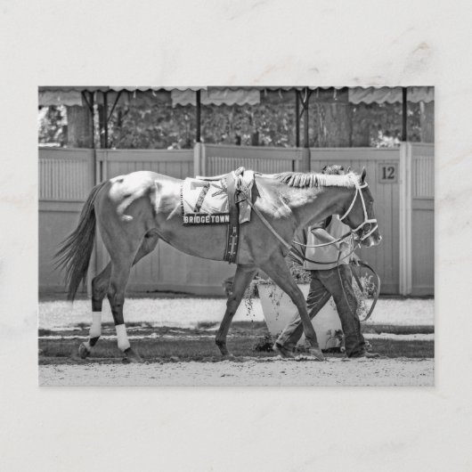 Bridgetown- Multi-Stakes winnende Thoroughbred Briefkaart (Voorkant)