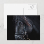 Bridled Black Stallion Face Briefkaart (Voorkant / Achterkant)